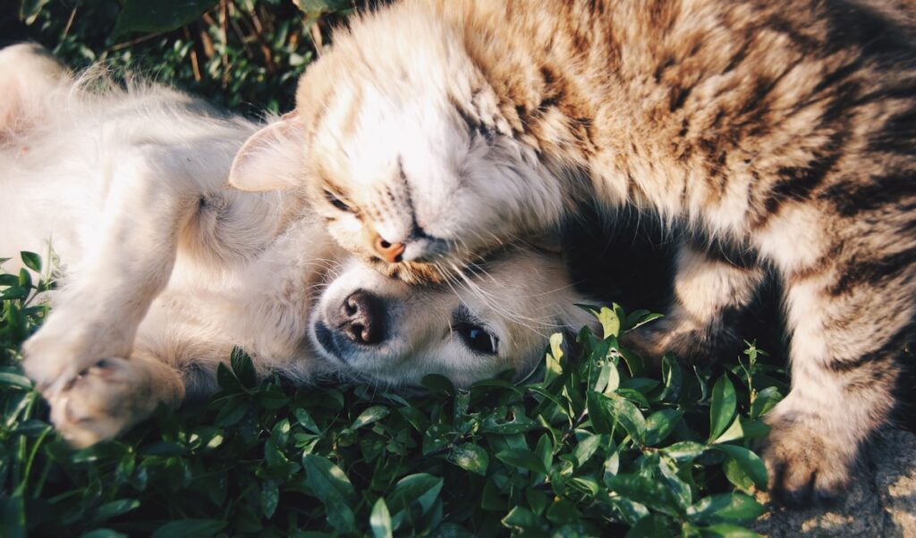 Pet business marketing Dubai